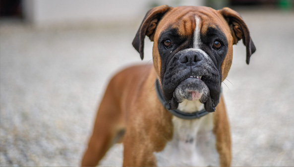 Boxer - Cão de guarda em São Vicente