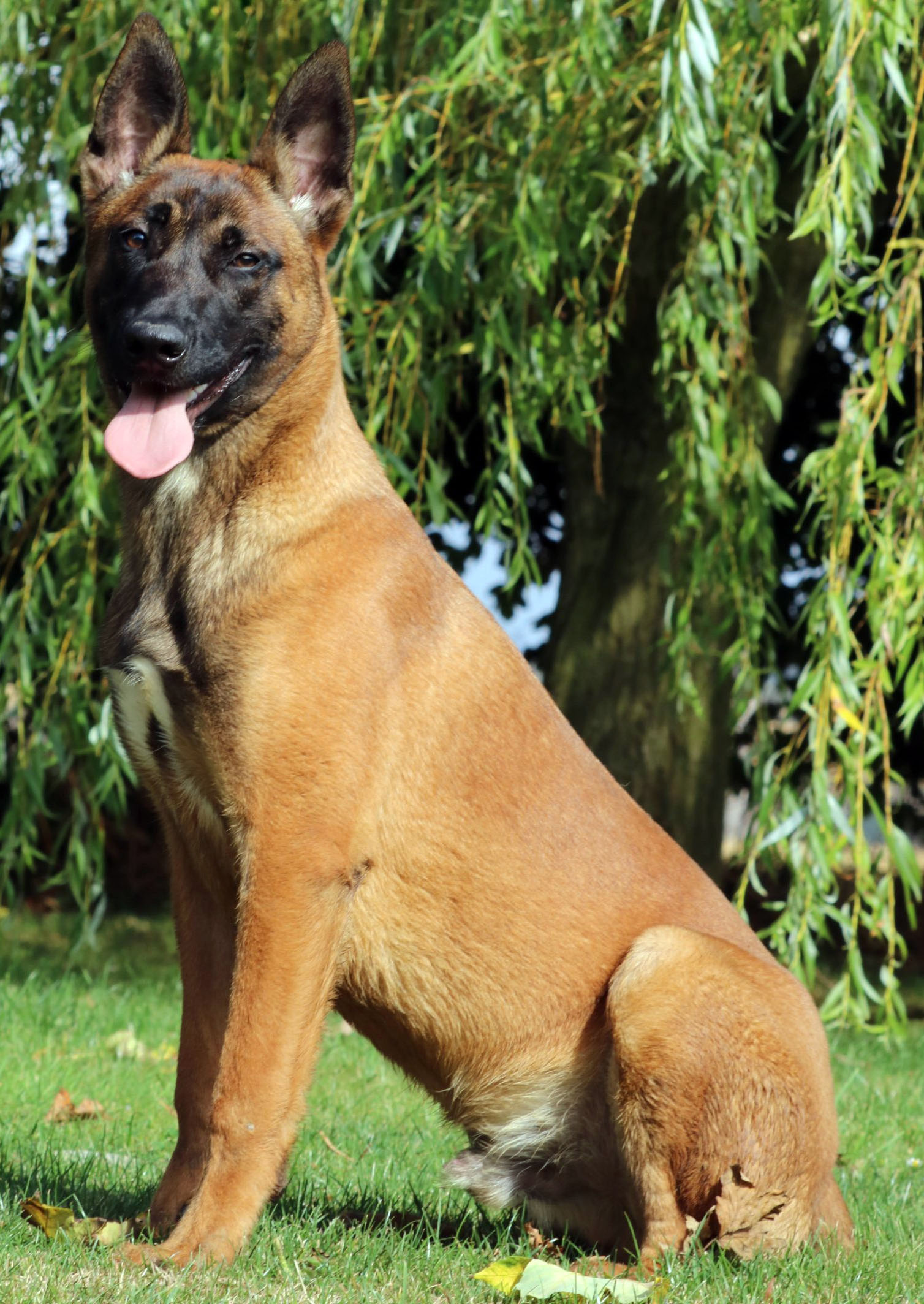 Segurança com cães de guarda - Canil Guimarães