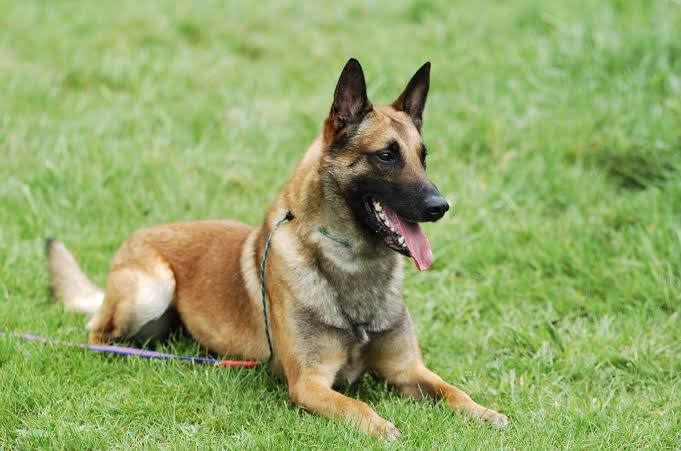 Pastor Belga - Cão de guarda em São Vicente - Canil Guimarães