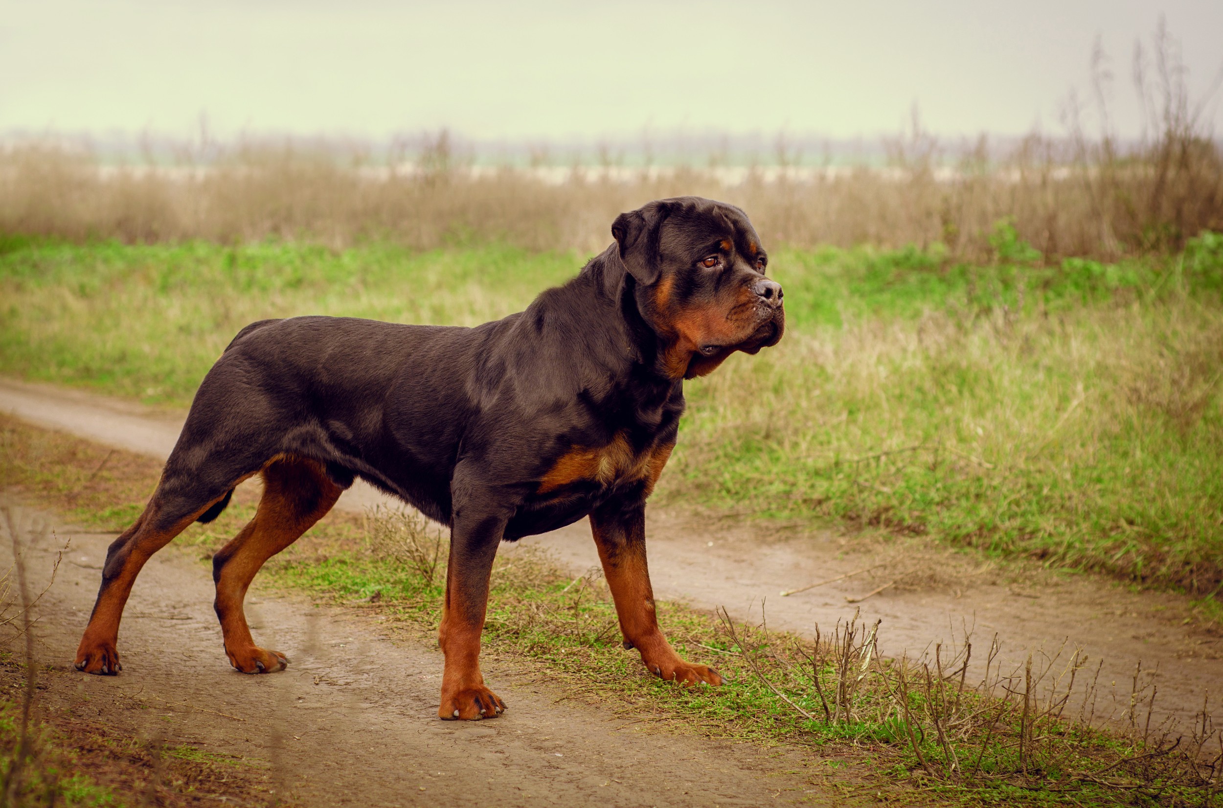 Rottweiler - Cão de guarda em São Vicente - Canil Guimarães